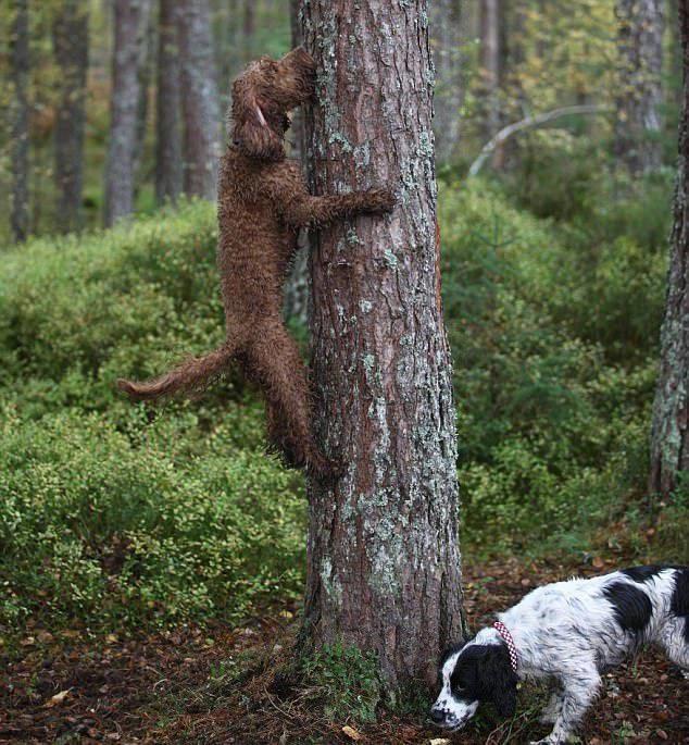 狗狗喜欢爬树,真的是不可思议,网友:有梦想的狗狗!