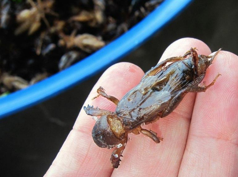 城市化的发展越来越少的人去耕田了,土地也越来越少,这个蝼蚁也越来越