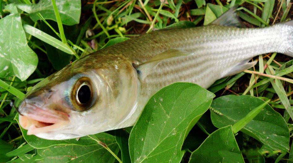 的魚, 因為其力大, 釣起來非常有意思釣點:龍門深潭距湛江市區70公里