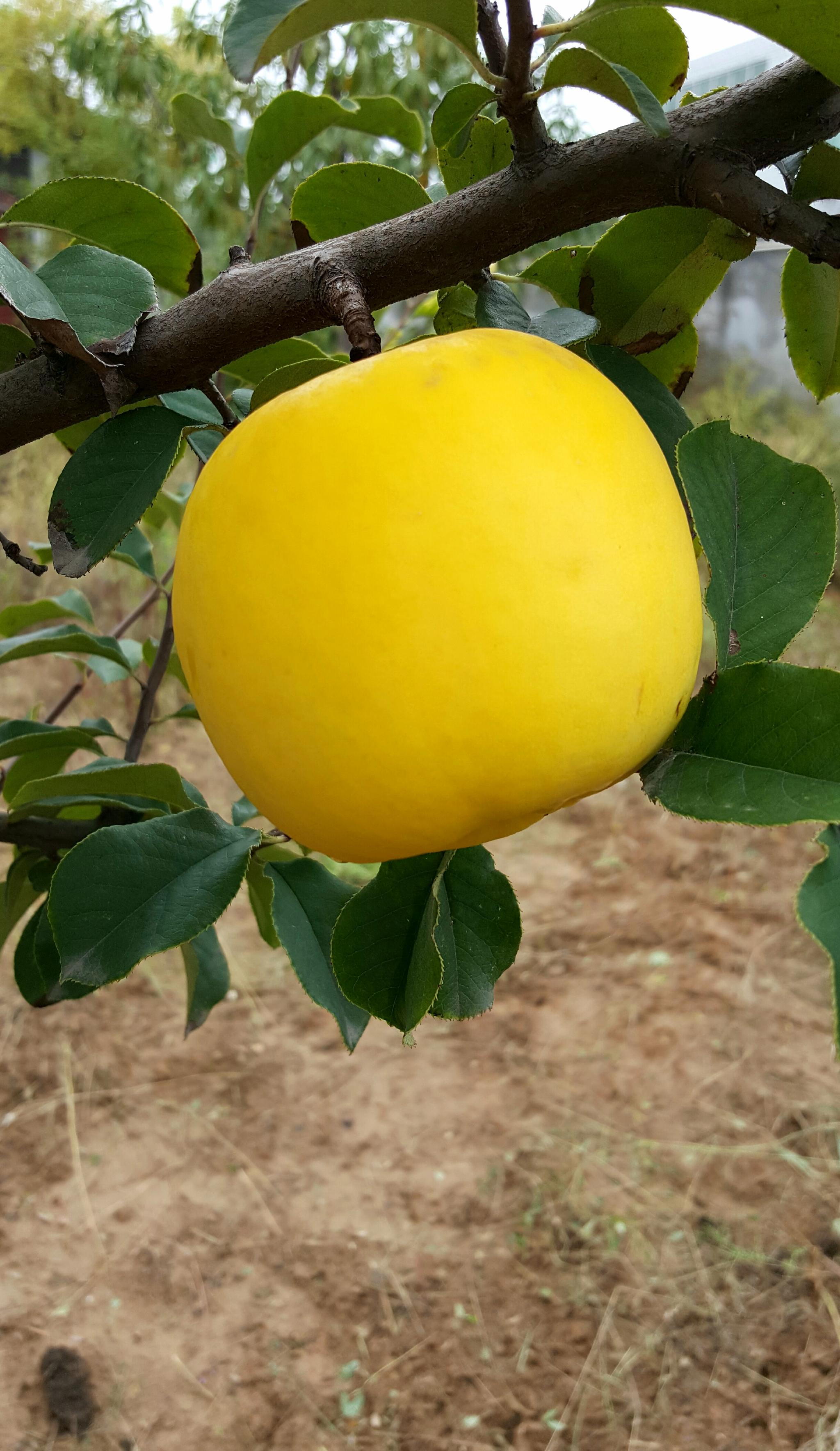 知道这是什么果实吗看花识果木瓜海棠你猜对了吗