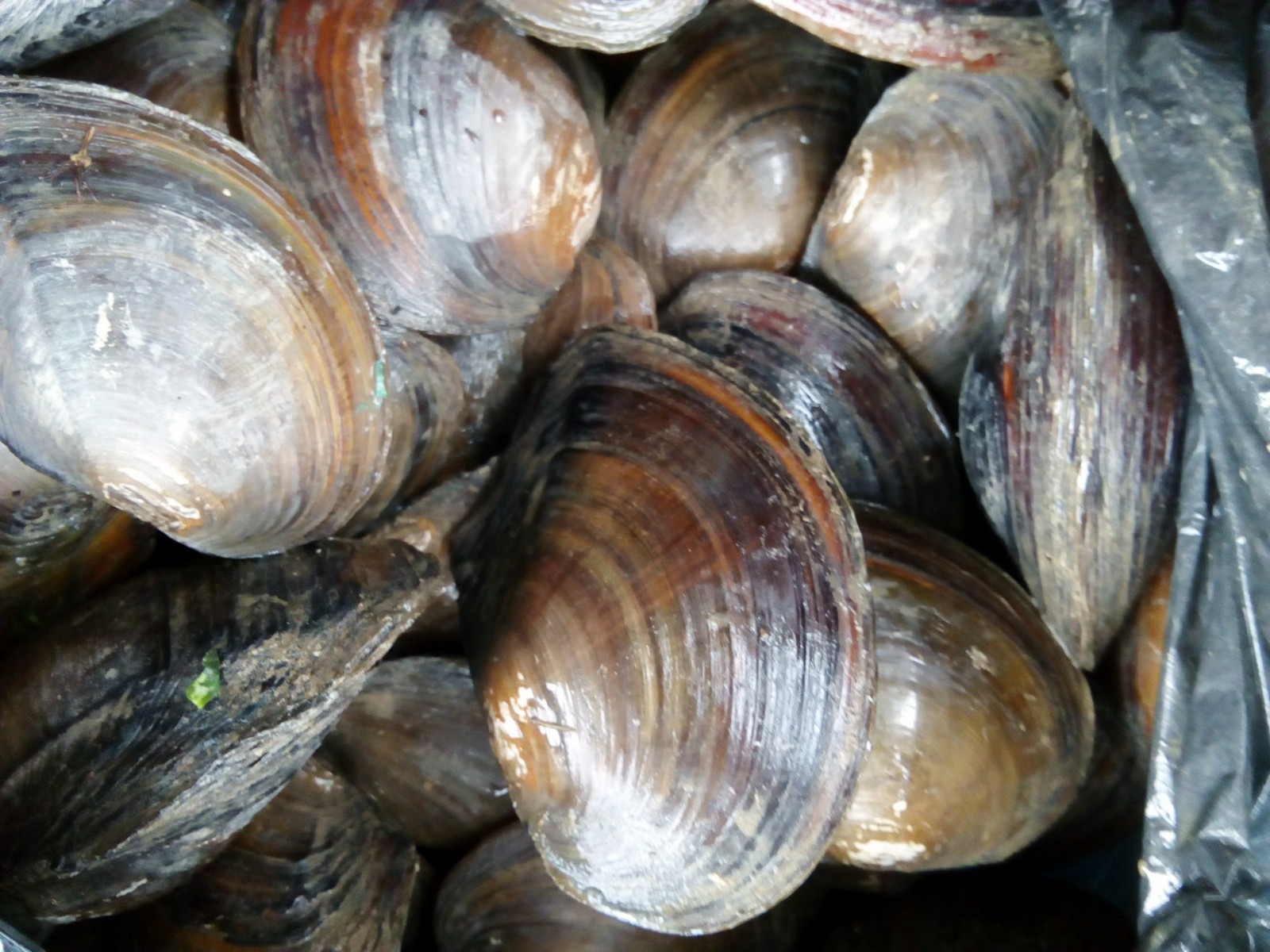 在凯里市舟溪乡中坝村老太太在自己稻田里捡得一窝的大蚌壳,这些蚌壳