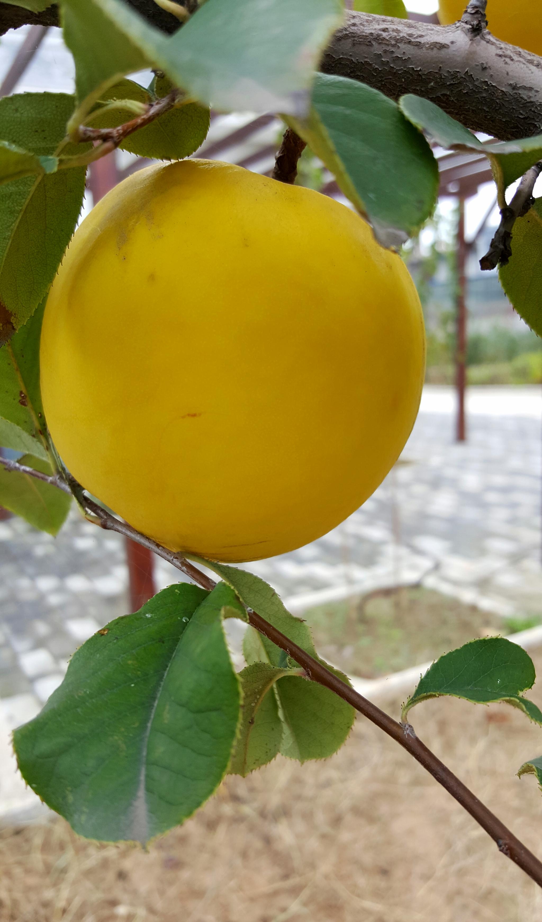 知道这是什么果实吗看花识果木瓜海棠你猜对了吗