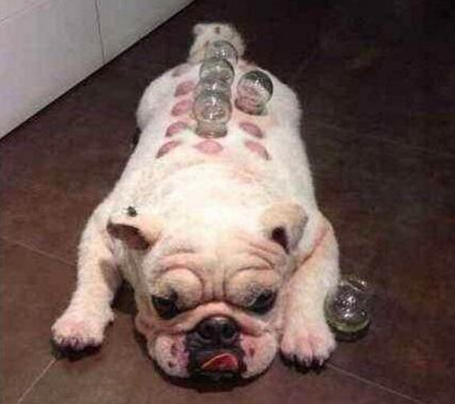 斗牛犬湿气太重,主人带它去拔火罐,狗狗的表情亮了!