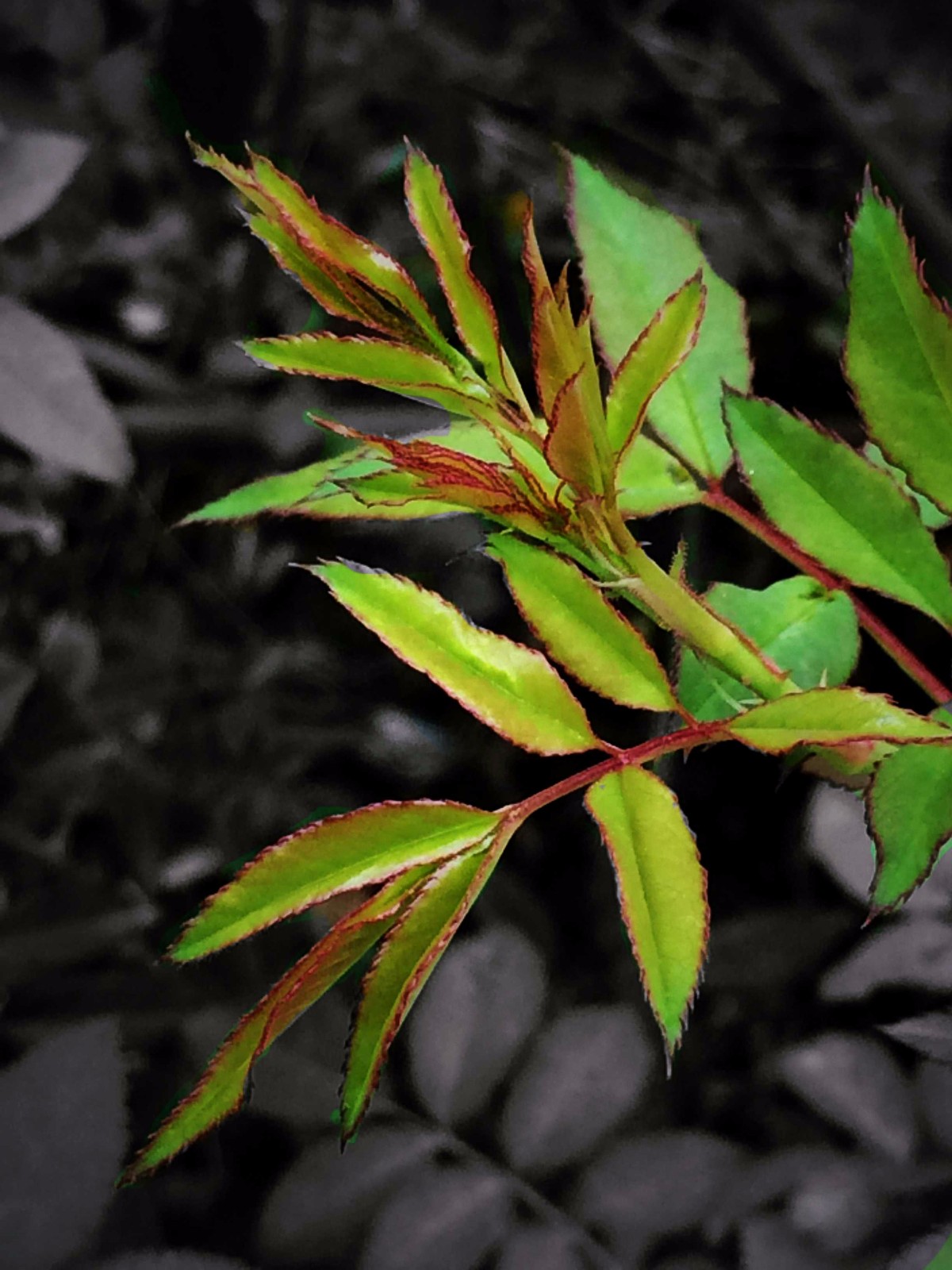 月季花上的嫩芽