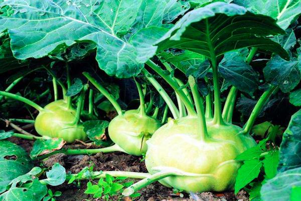 洋蔓菁(洋蔓菁的功效与作用)