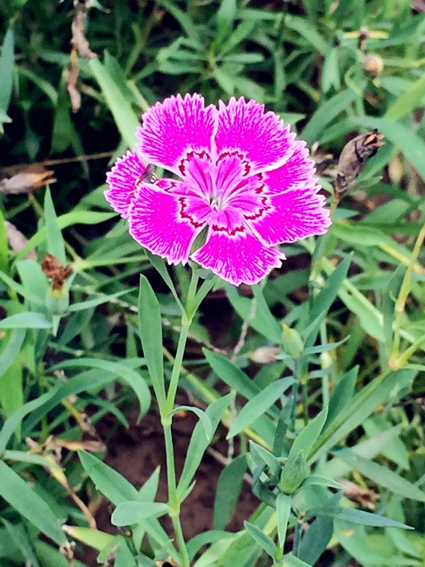 路边的石竹|石竹|王建|新叶_新浪新闻