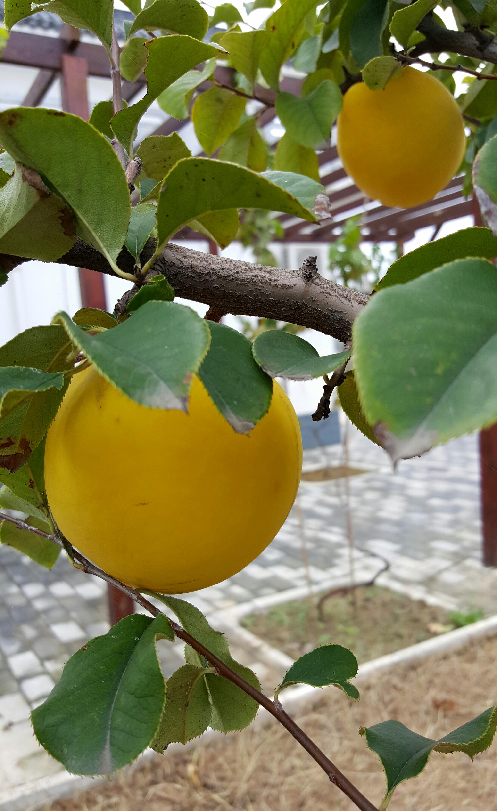 木瓜海棠果图片(木瓜海棠果怎么食用和药用效果好)