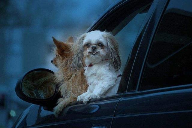 带宠物狗狗乘车需要系安全带吗?不系会被罚吗?