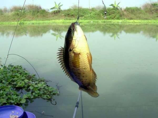 经常钓到这种鱼儿,却怎么也叫不上什么名字|名字|鱼儿|攀鲈_新浪新闻