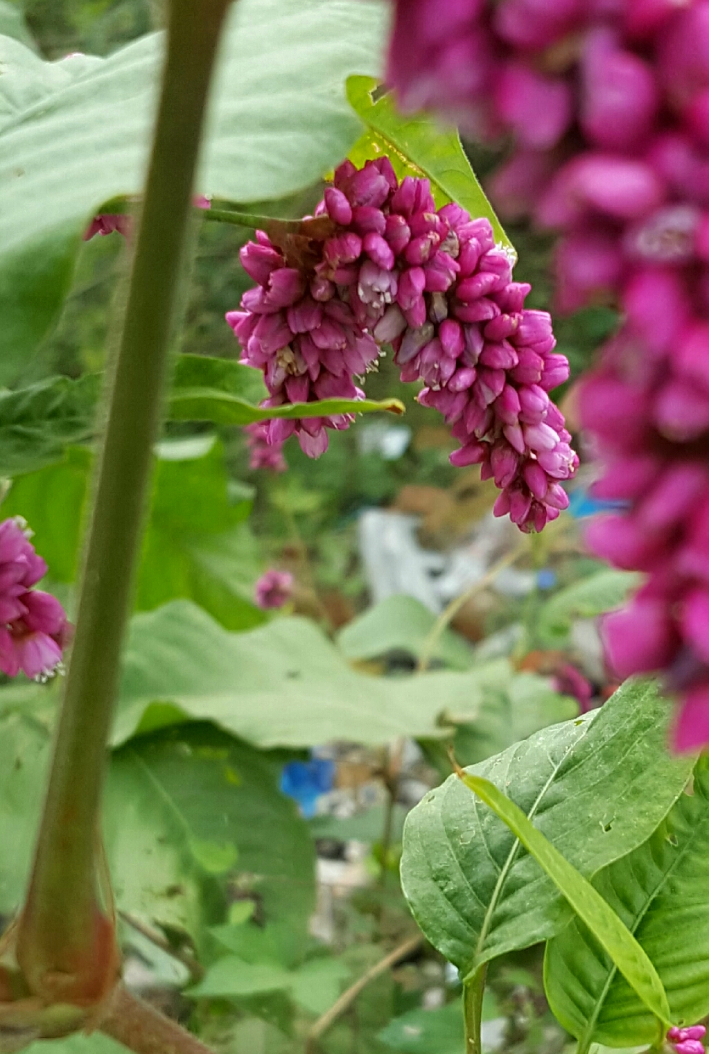 蓼科一年生草本植物 红蓼花