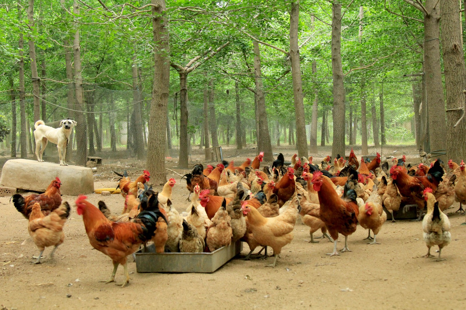 七十六岁大娘在树林边出售自己散养的草鸡蛋,每个只卖八角