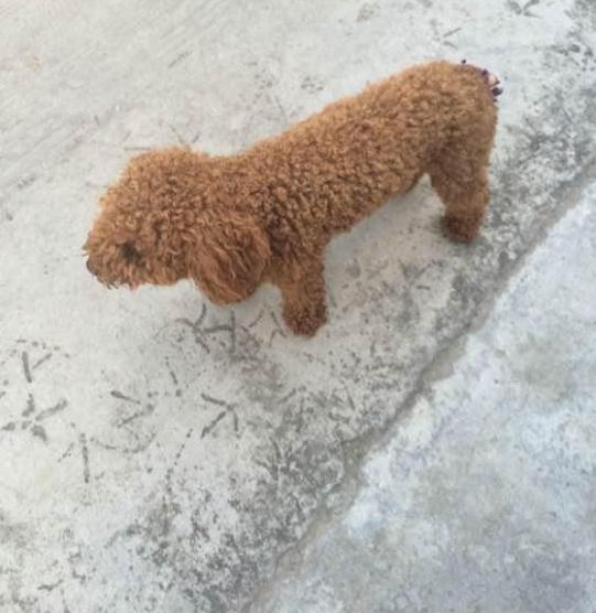 可怜小泰迪下车时被夹断尾巴这下子火大了朝着车主不停叫