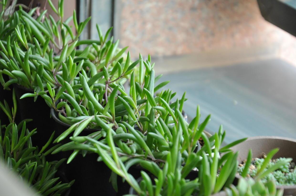 爆盆小王子紫玄月,这种多肉你养了吗?