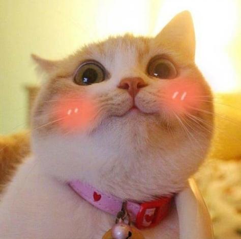 这么可爱的猫咪大概只有这一只了,天生自带微笑脸看见心情就好了