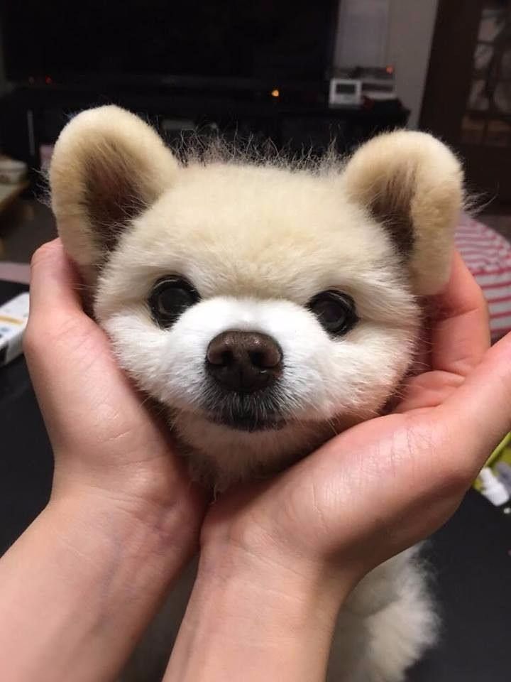 网红博美俊介昨日去世,有多少人用过它的表情包