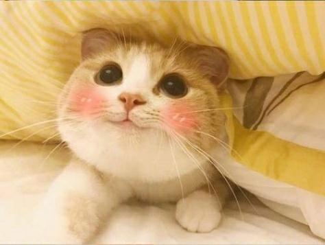 这么可爱的猫咪大概只有这一只了,天生自带微笑脸看见心情就好了