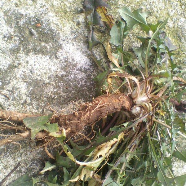 蒲公英的"根"胜过"冬虫夏草"别看它小,作用可不小!