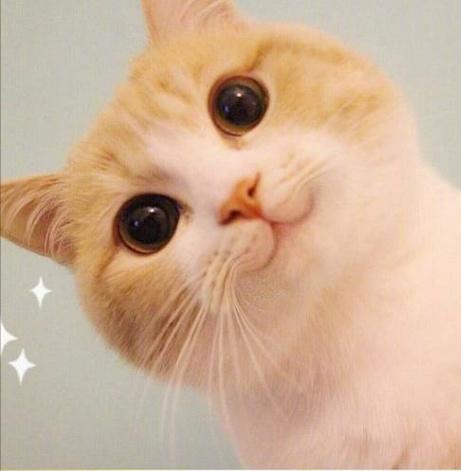 这么可爱的猫咪大概只有这一只了,天生自带微笑脸看见心情就好了