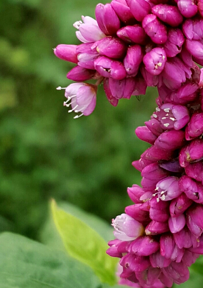蓼科一年生草本植物---红蓼花|植物|蓼花_新浪新闻