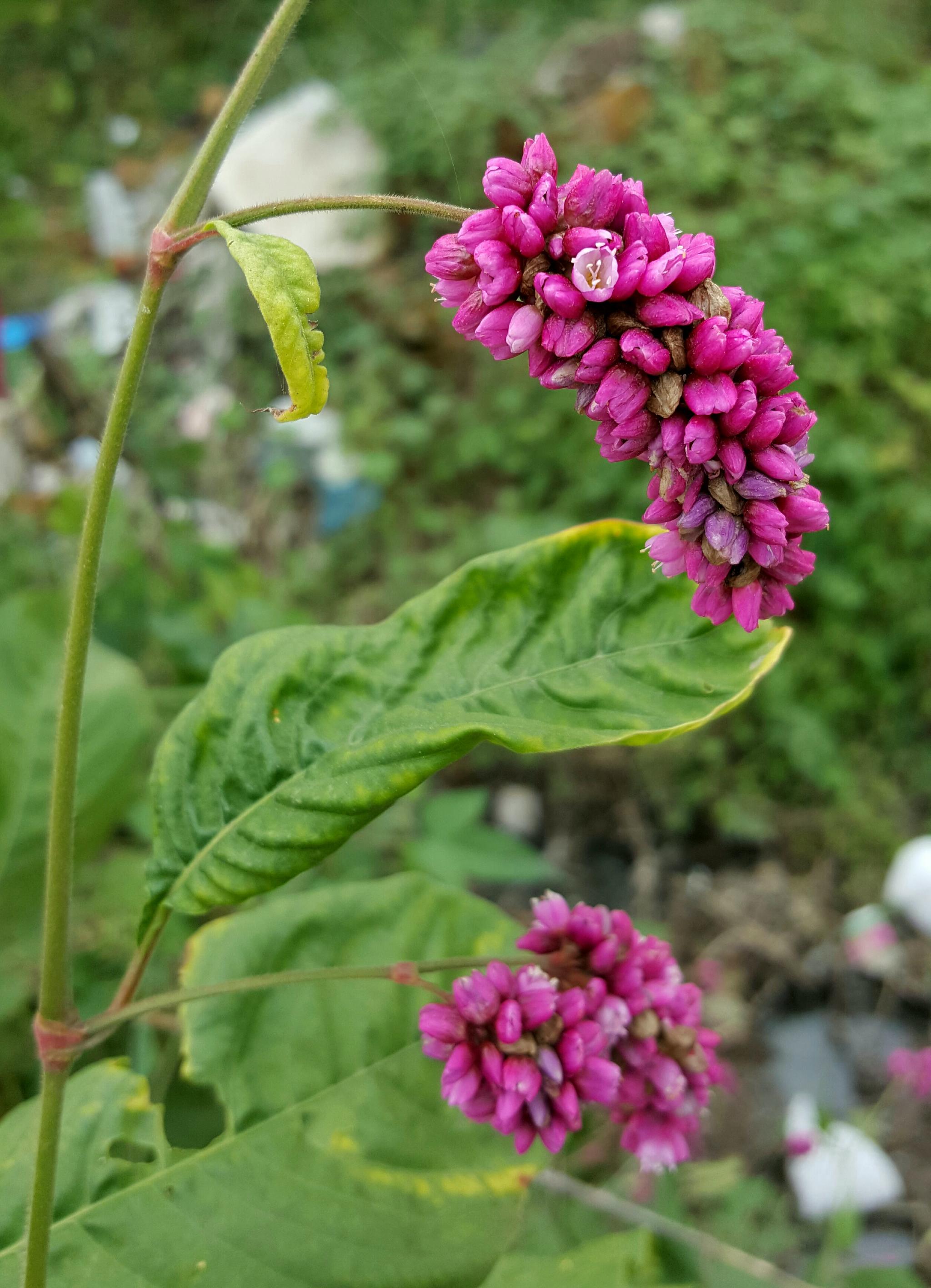 蓼科一年生草本植物 红蓼花