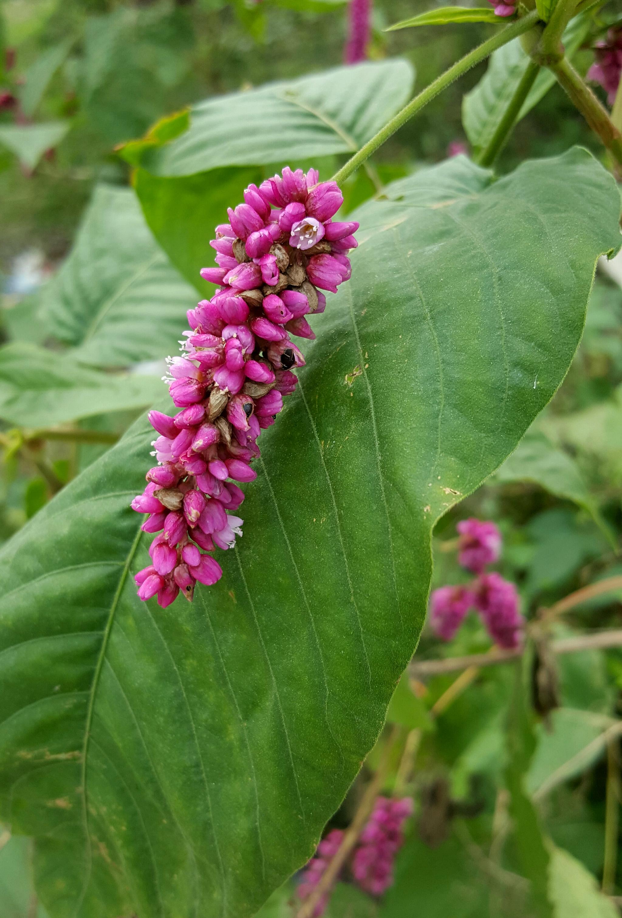 蓼科一年生草本植物红蓼花