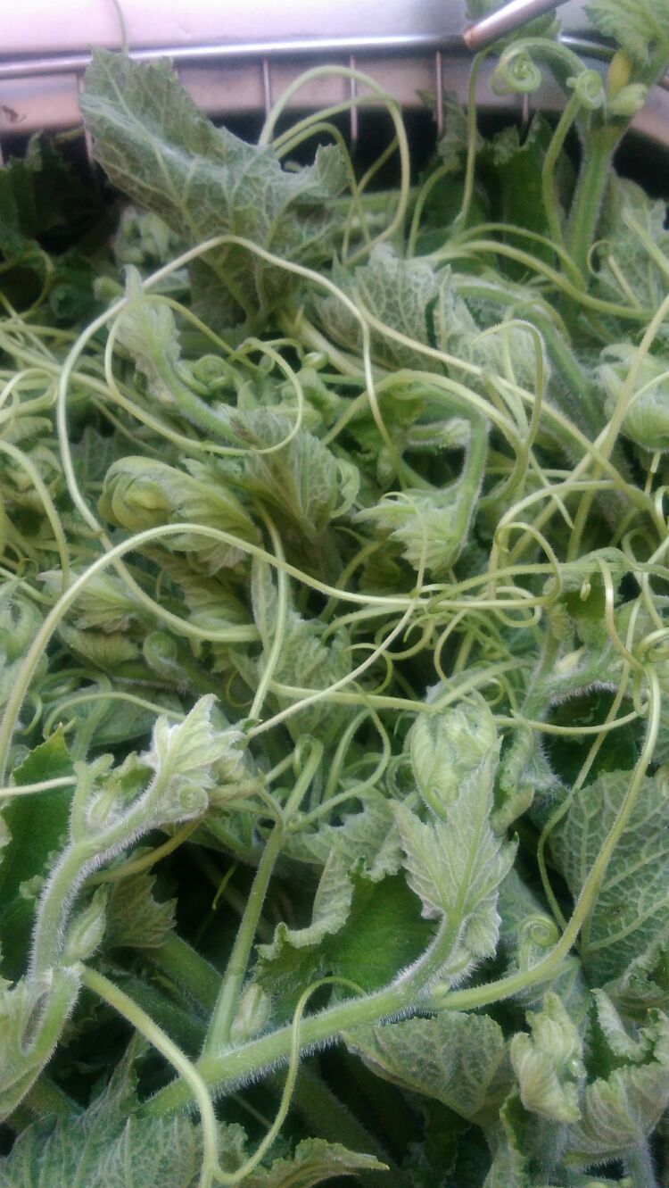 用南瓜芽尖做一道美味蒸菜
