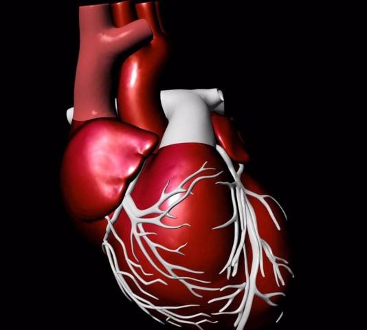 心脏是最勤奋的器官 喜欢吃第一滴血的营养