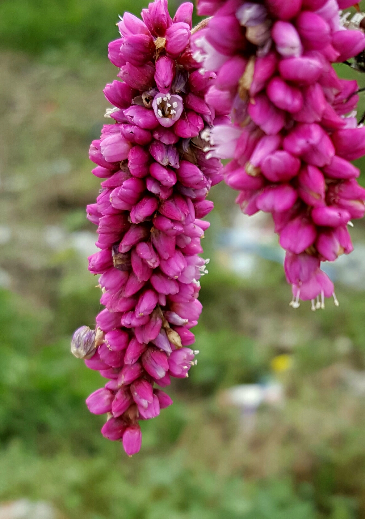 蓼科一年生草本植物---红蓼花|植物|蓼花_新浪新闻