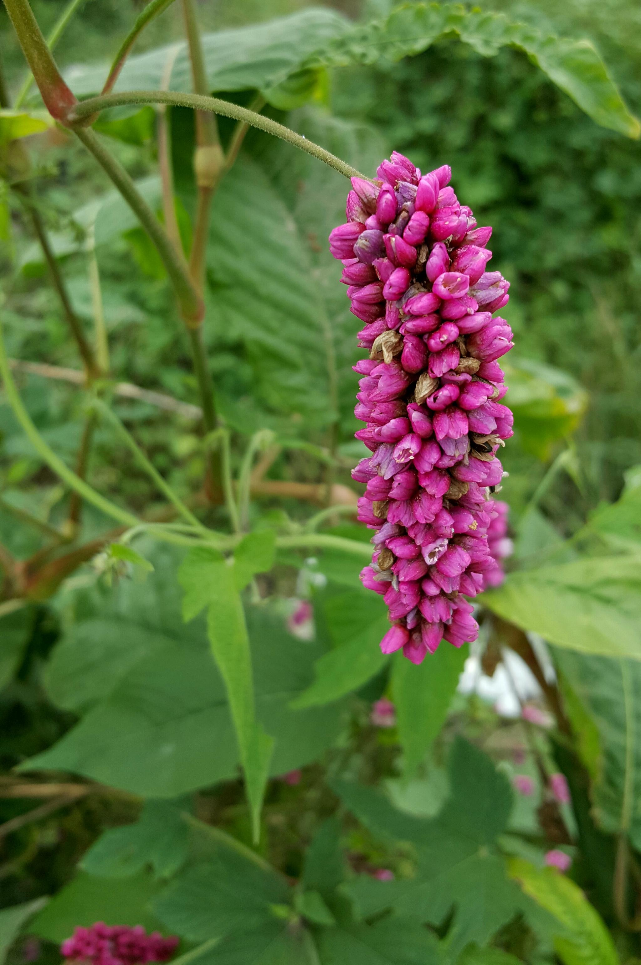 蓼科一年生草本植物红蓼花