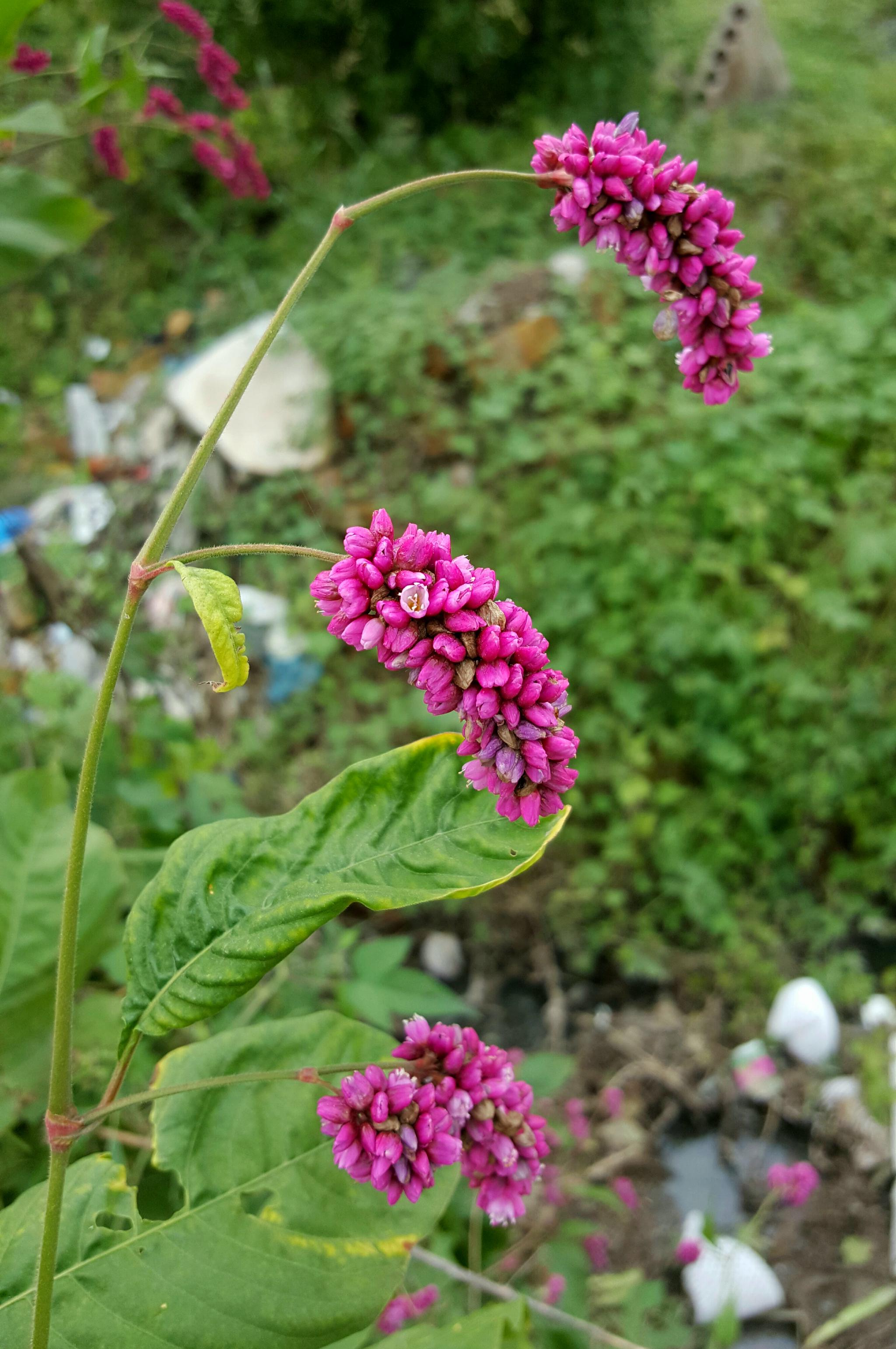 蓼科一年生草本植物红蓼花