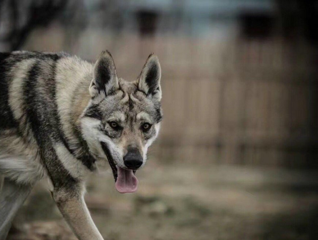 因长的太像狼被多国禁养,捷克狼犬才是野狼杂交的最猛狗!