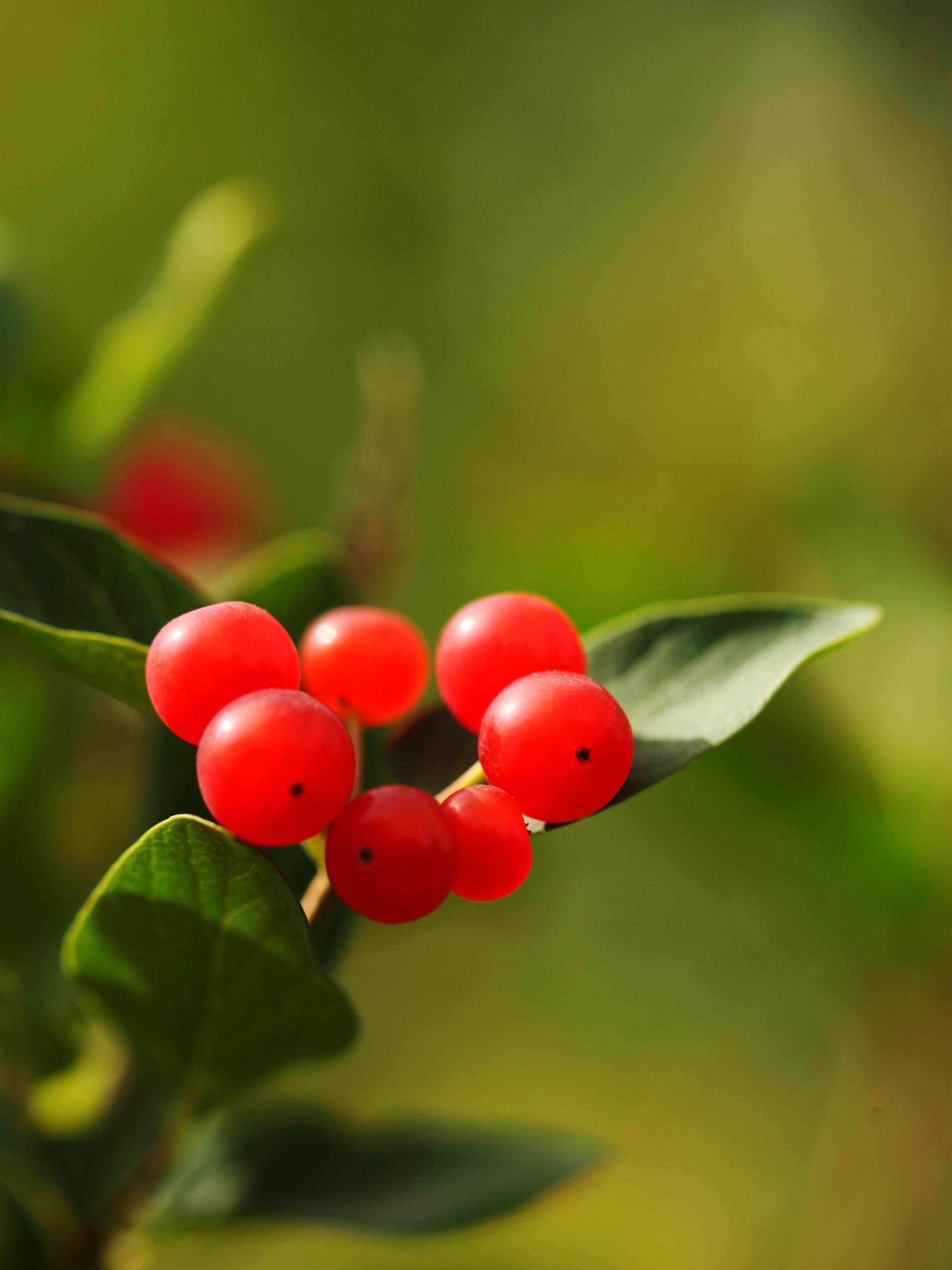 晶莹剔透的小红果