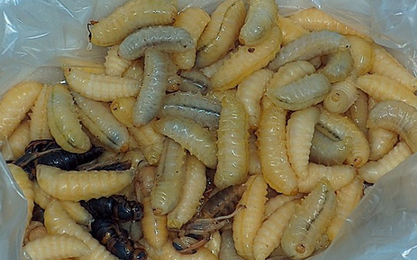 看起来很恶心的虫子做成美食吃起来这么美味