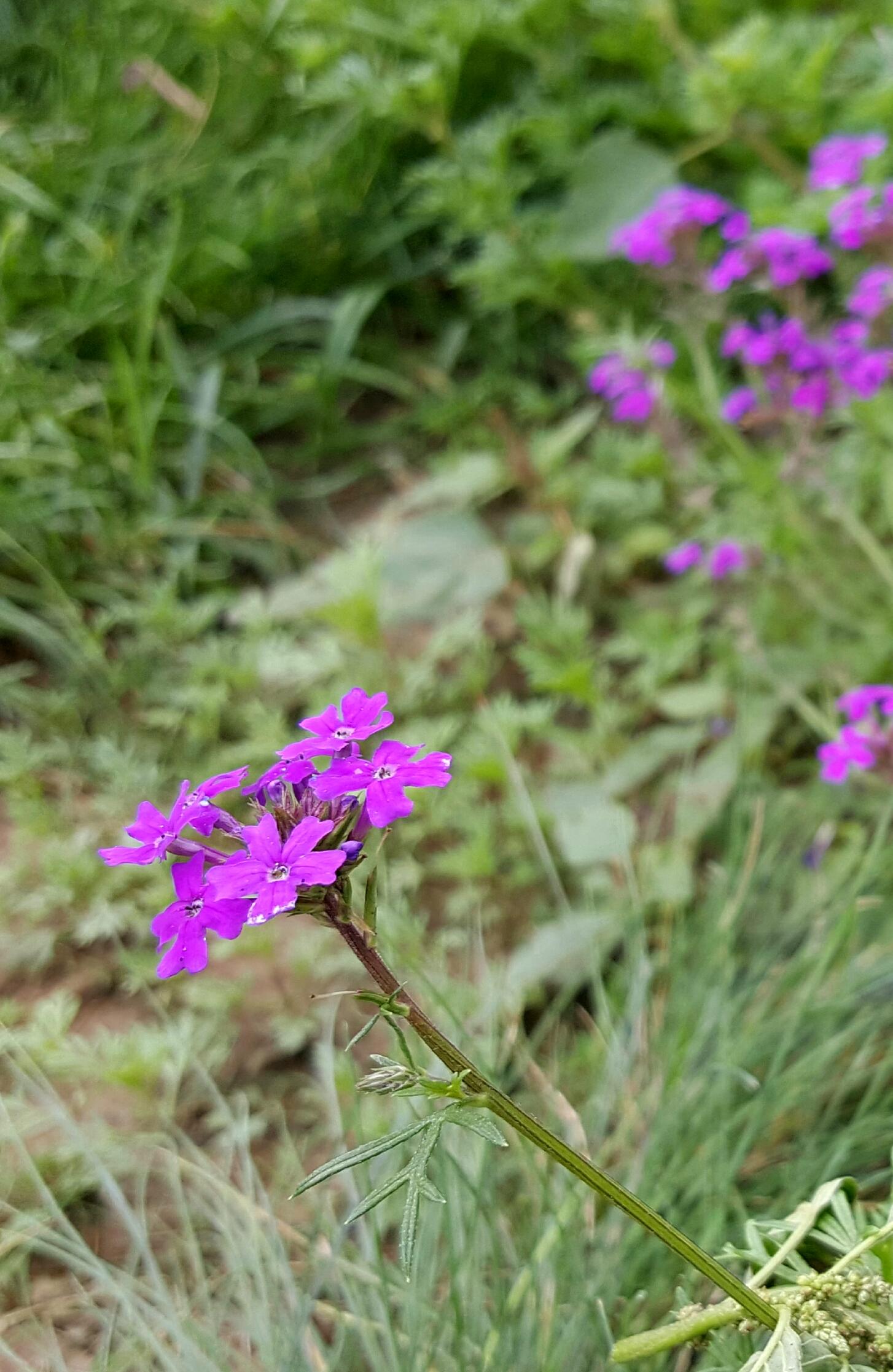 马鞭草科一年生草本植物细叶美女樱