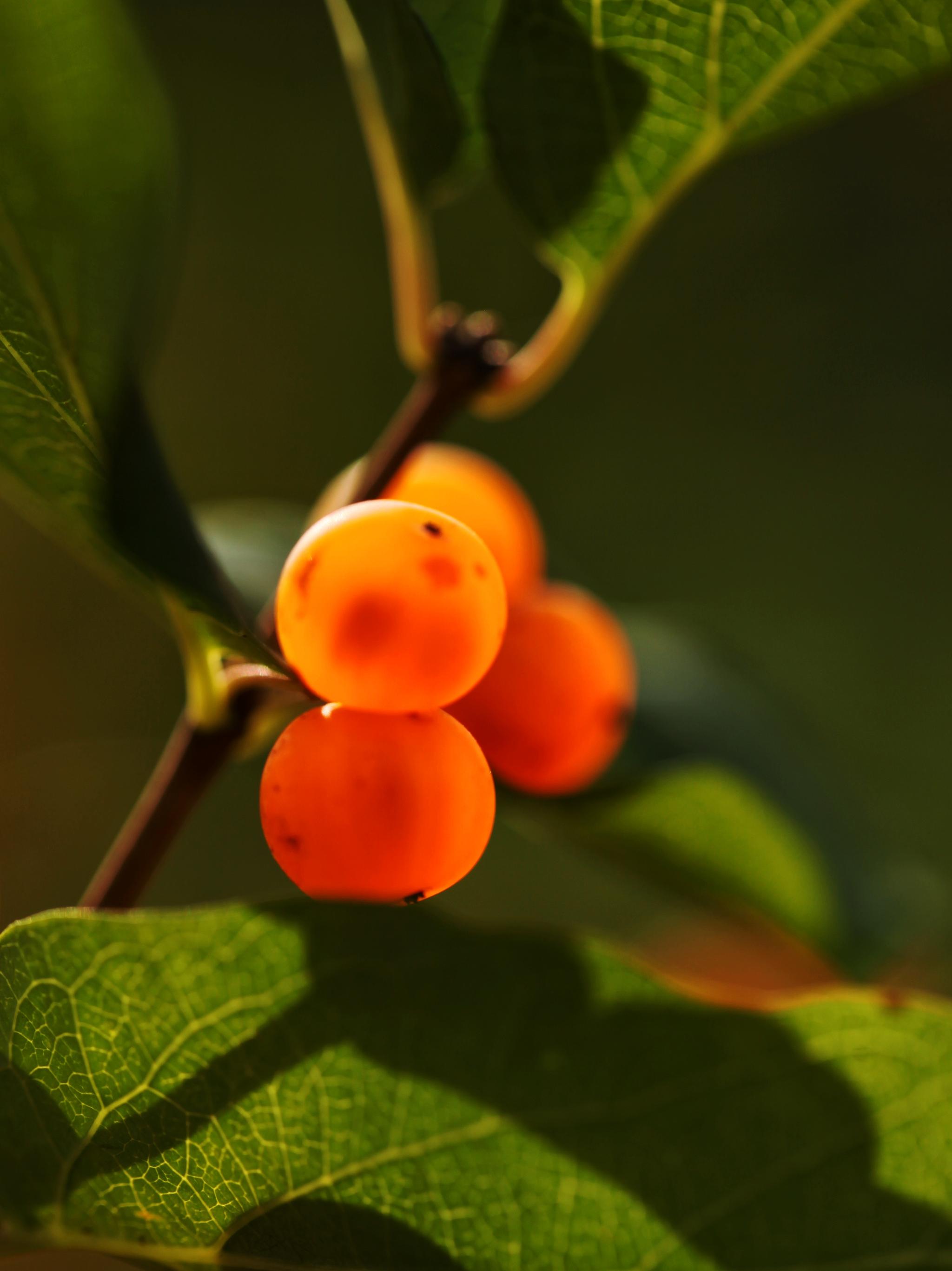 晶莹剔透的小红果