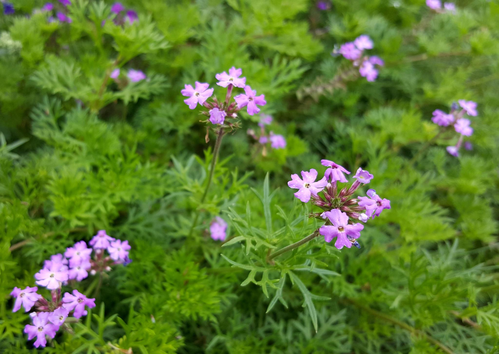 马鞭草科一年生草本植物--细叶美女樱