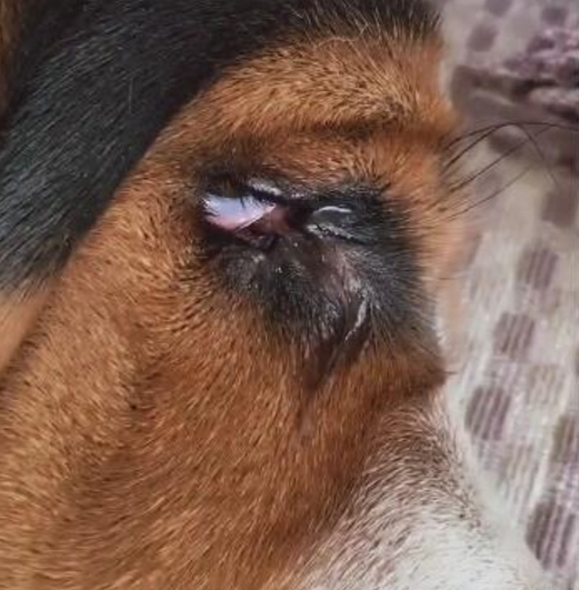 女主人给狗狗涂指甲油,结果被自己的脚丑哭了