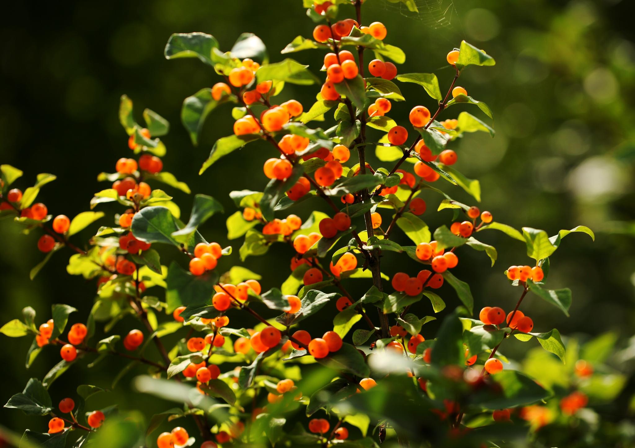 晶莹剔透的小红果_新浪看点