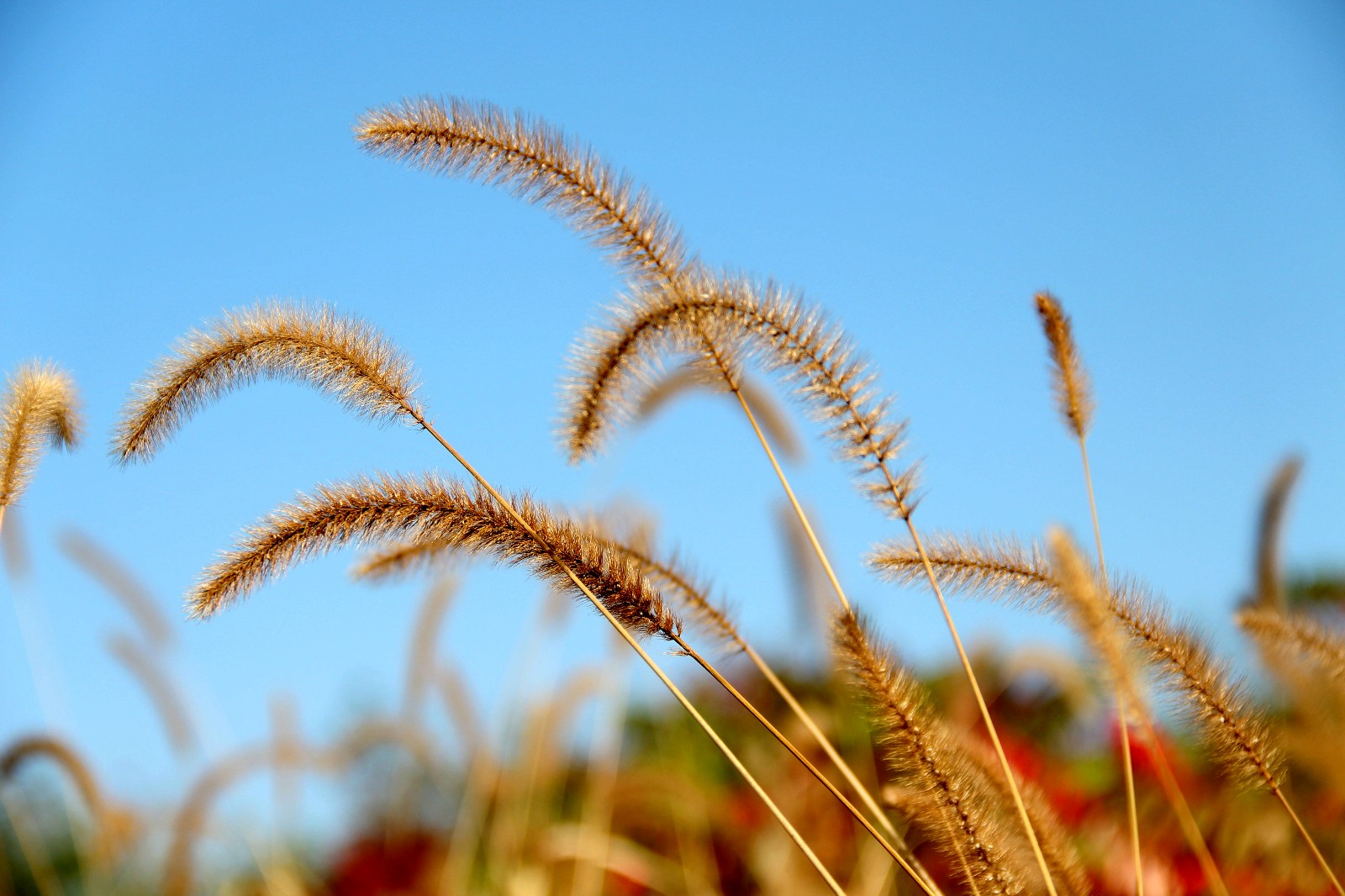 一叶知秋,最美的季节,献给最美的你_新浪看点