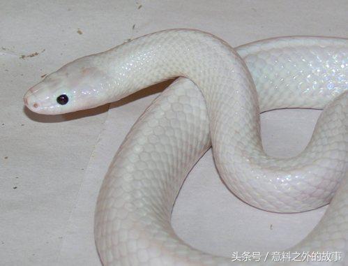 火车隧道挖出手臂粗的白蛇,怪梦惊醒职业杀蛇人