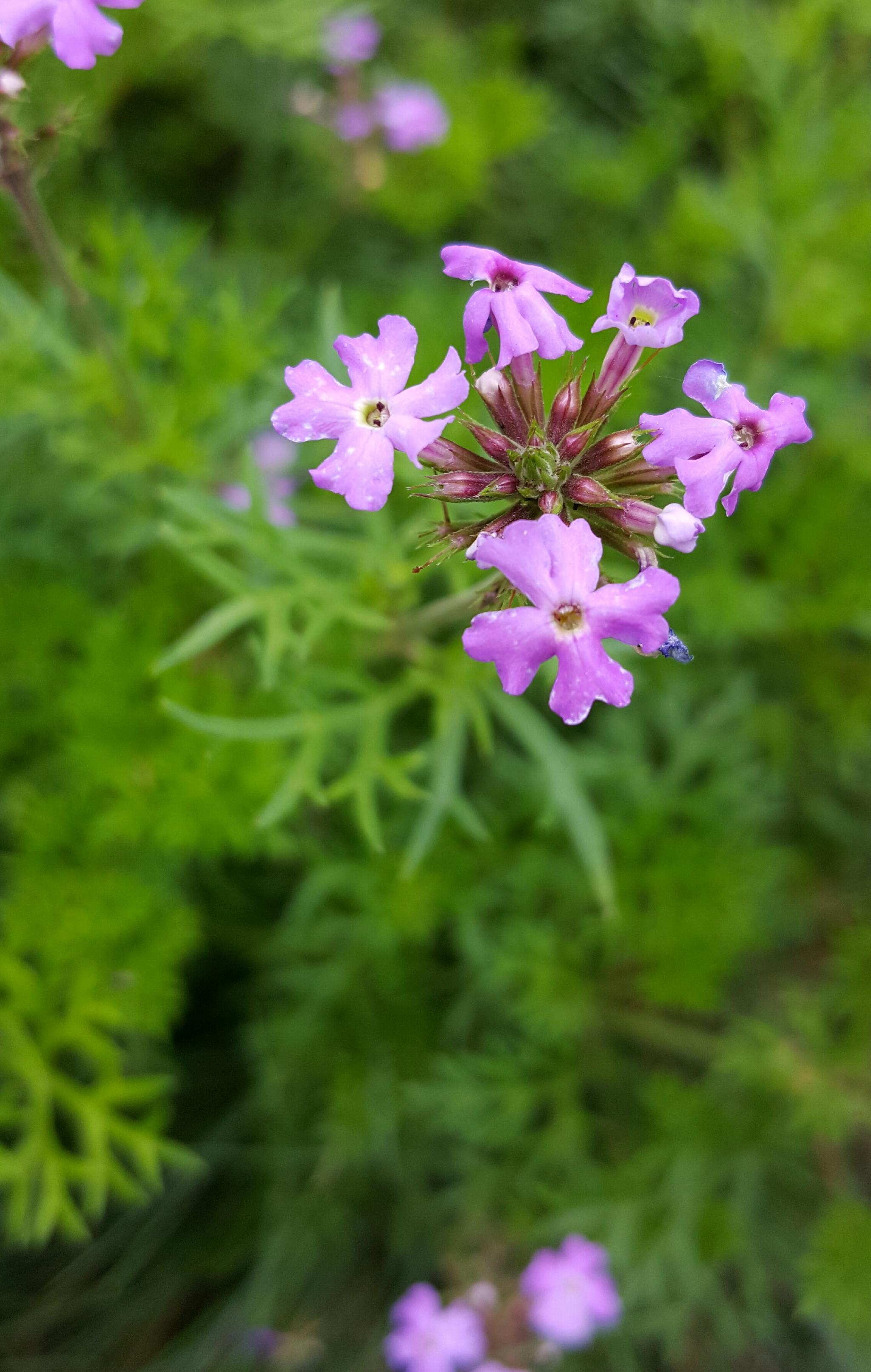 马鞭草科一年生草本植物--细叶美女樱