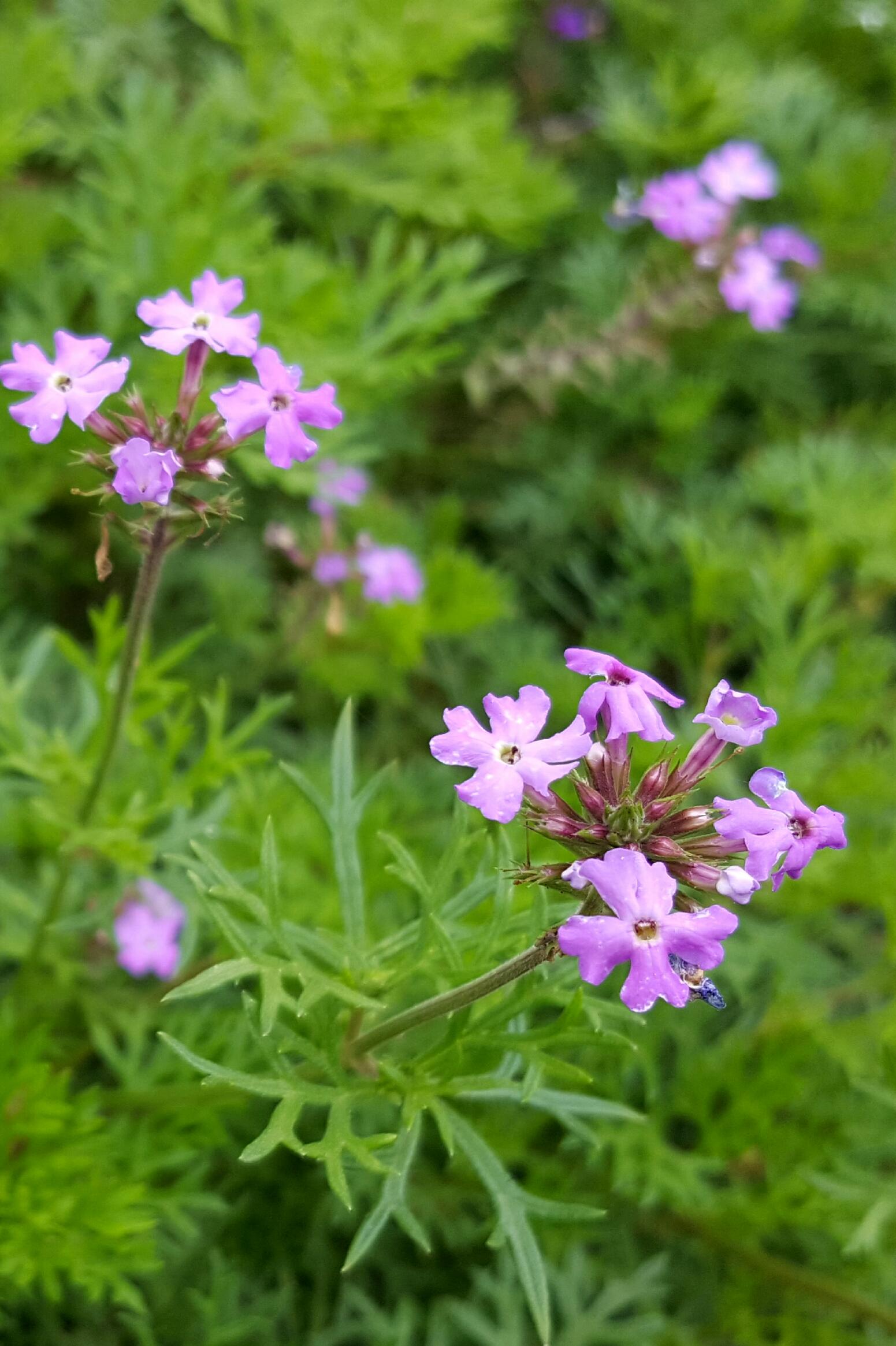 马鞭草科一年生草本植物--细叶美女樱|美女|马鞭草|植物_新浪新闻