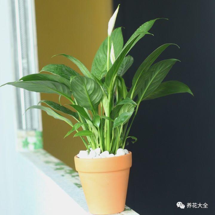 客厅养上一盆旺财镇宅花,事事顺意,就等着财源滚滚来吧!