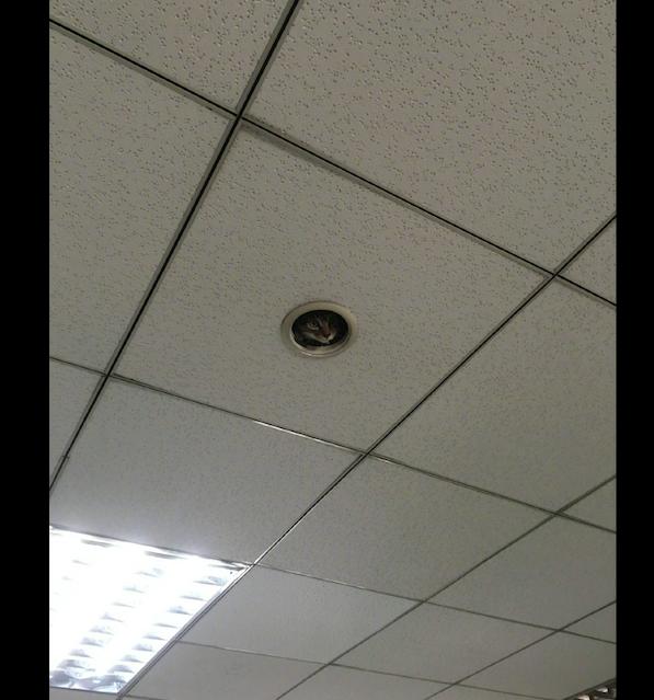 上班发现天花板上有只猫难道是新装的猫眼摄像头