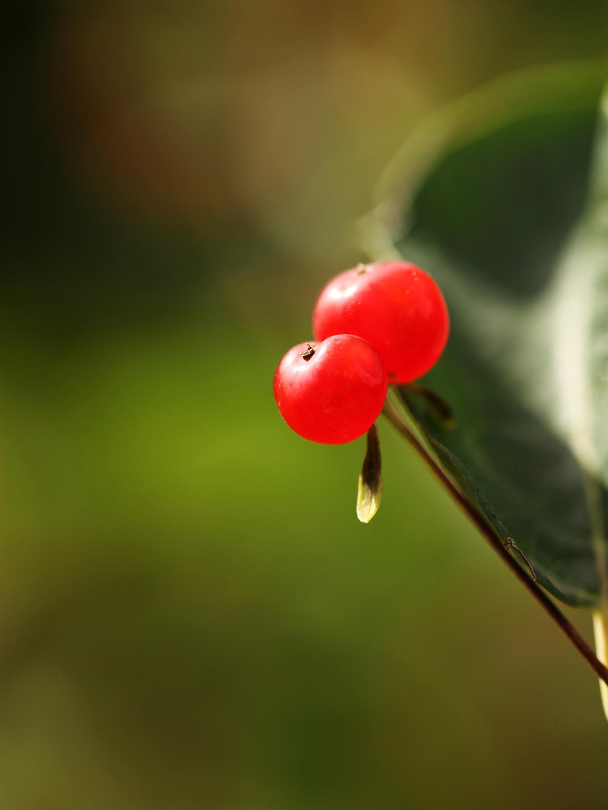 晶莹剔透的小红果