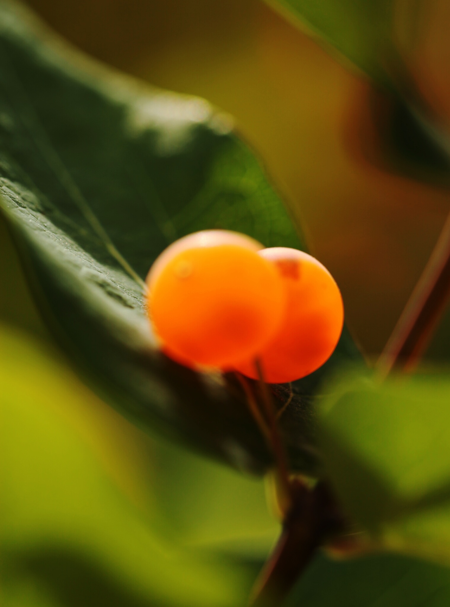 晶莹剔透的小红果