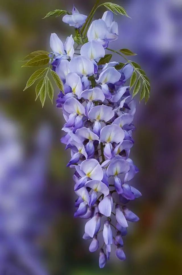 紫藤花,最是情深却凄美,谁是凡尘修仙人!