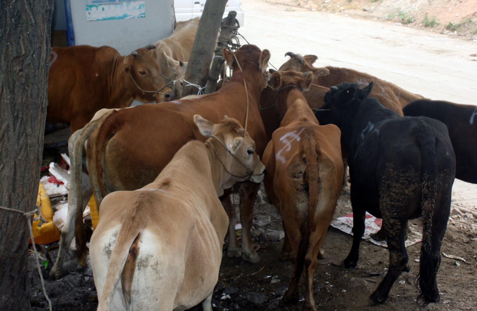 农村放养的土牛,肉味道好,很多人没有见这样喂养的