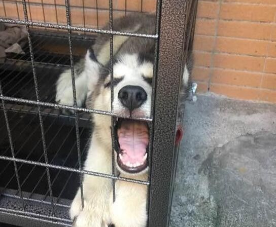 二哈晚上不停的浪叫,主人想掐死它,最后的表情让人笑喷!