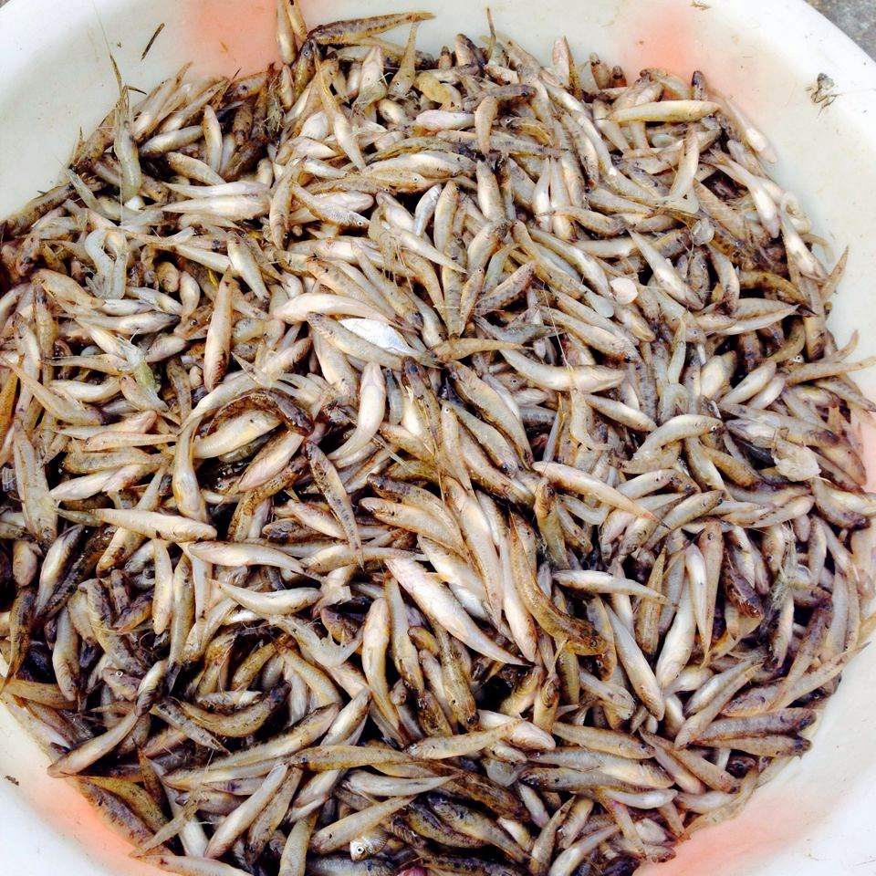 乡村街头买野生鱼虾的大嫂,夫妻俩下地笼一个晚上可以抓到十多斤